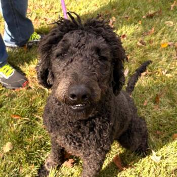 Rescue Poodle Dogs for Adoption in Locust Fork, Alabama - Cilantro | PetCurious