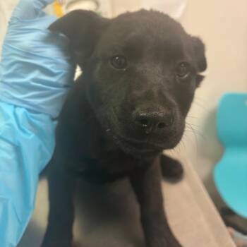 Mixed Breed Dogs Available for Adoption - Wine | PetCurious