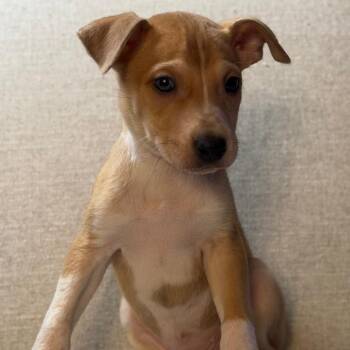 Terrier and Husky Dogs Available for Adoption - Kissy | PetCurious