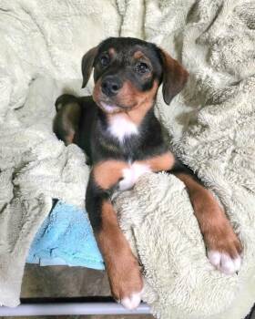 Dixie Belle -  Hound Dog for Adoption in Irwin, Pennsylvania - Dixie Belle | PetCurious