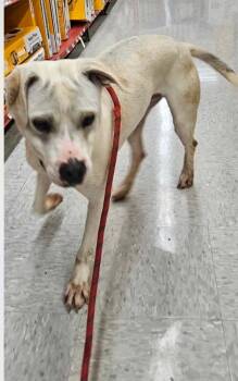 RAZOR -  Terrier Dog for Adoption in Holbrook, New York - RAZOR | PetCurious