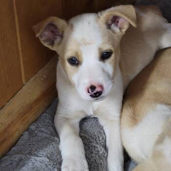 Waylon -  Mixed Breed Dog Available for Adoption in Spanish Fork, Utah - Waylon | PetCurious
