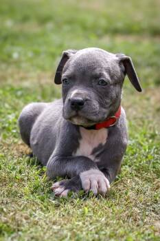 Cocoa -  Pit Bull Terrier Dog for Adoption in Carmel Hamlet, New York - Cocoa | PetCurious