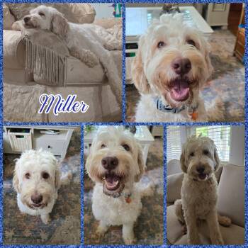 Miller -  Goldendoodle Dog for Adoption in Blacksburg, South Carolina - Miller | PetCurious
