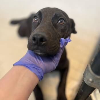 Labrador Retriever and Mixed Breed Dogs Available for Adoption in Clanton, Alabama - Roscoe | PetCurious
