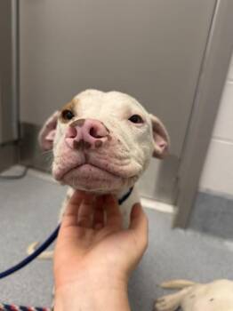 SAL -  Pit Bull Terrier and Mixed Breed Dog for Adoption in Indianapolis, Indiana - SAL | PetCurious