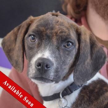 Beagle and Pointer Dogs Available for Adoption - Raymond | PetCurious
