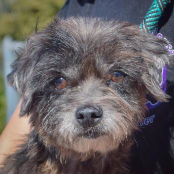 Willie -  Maltese and Poodle Dog for Adoption in Huntley, Illinois - Willie | PetCurious