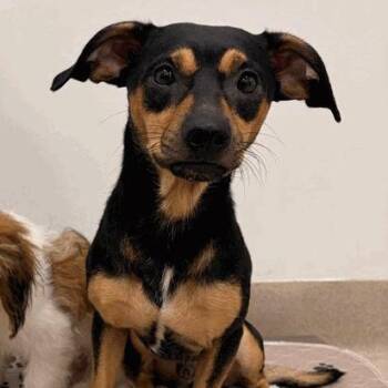 Elias -  Dachshund Dog for Adoption in Houston, Texas - Elias | PetCurious