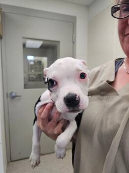 Rescue Boxer and Terrier Dogs for Adoption in Disputanta, Virginia - Rolly | PetCurious