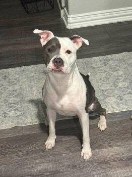 Olive -  Pit Bull Terrier Dog for Adoption in Southlake, Texas - Olive | PetCurious