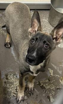 Daffodil -  Shepherd Dog for Adoption in Little Rock, Arkansas - Daffodil | PetCurious