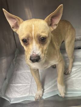 Rescue Chihuahua Dogs for Adoption in Riverton, Utah - Scardy Boy | PetCurious