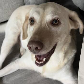 Daisy -  Yellow Labrador Retriever Dog for Adoption in West Palm Beach, Florida - Daisy | PetCurious