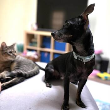 Firefish -  Mixed Breed Dog for Adoption in Fredericksburg, Virginia - Firefish | PetCurious