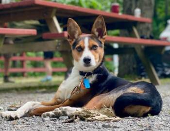 Max -  Terrier Dog for Adoption in Farmingdale, New Jersey - Max | PetCurious