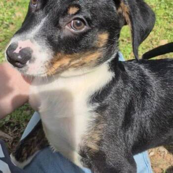 Australian Cattle Dog Blue Heeler and Mixed Breed Dogs Available for Adoption - Creek | PetCurious