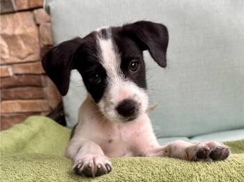 Gill -  Jack Russell Terrier Dog for Adoption in Sedalia, Colorado - Gill | PetCurious