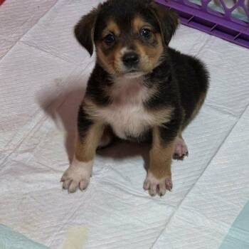 Cider -  Feist and Labrador Retriever Dog for Adoption in Sanford, North Carolina - Cider | PetCurious
