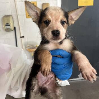 Mikey -  Shepherd Dog for Adoption in Edinburg, Texas - Mikey | PetCurious