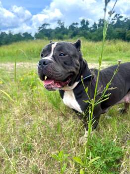 Bertha -  Pit Bull Terrier Dog for Adoption in Denham Springs, Louisiana - Bertha | PetCurious