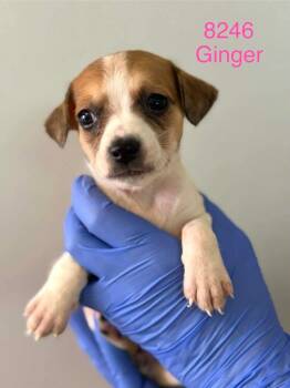 Beagle Dogs Available for Adoption in New York, New York - Ginger (AL) | PetCurious
