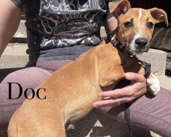 Doc -  Cattle Dog Dog for Adoption in Craig, Colorado - Doc | PetCurious