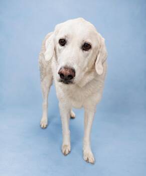 Jake -  Great Pyrenees and Mixed Breed Dog for Adoption in Rock Springs, Wyoming - Jake | PetCurious
