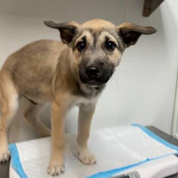 Flash -  Husky and Mixed Breed Dog for Adoption in Salt Lake City, Utah - Flash | PetCurious