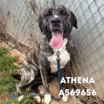 ATHENA -  German Shepherd Dog and Mixed Breed Dog for Adoption - ATHENA | PetCurious