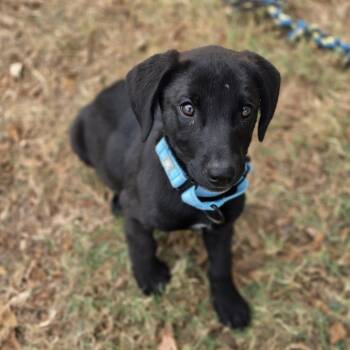 Checkers -  Hound Dog for Adoption in Lowell, Arkansas - Checkers | PetCurious