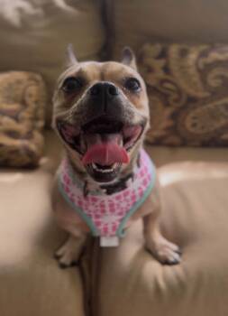 Moana -  French Bulldog and Chihuahua Dog for Adoption in Bromley, Kentucky - Moana | PetCurious