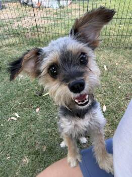 Yorkshire Terrier and Mixed Breed Dogs Available for Adoption in Visalia, California - Guava | PetCurious