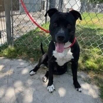 Rescue Pit Bull Terrier Dogs for Adoption in Hawthorne, California - Polly Pocket | PetCurious