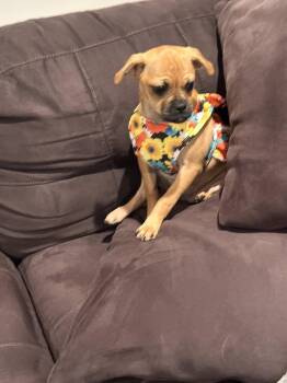 Pug Dogs Available for Adoption in Marlboro Township, New Jersey - Baixa | PetCurious
