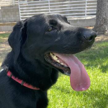 Ember -  Flat Coated Retriever Dog for Adoption in Los Angeles, California - Ember | PetCurious
