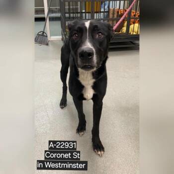 WAGS-Stray-22931 -  Labrador Retriever and Pit Bull Terrier Dog for Adoption in Westminster, California - WAGS-Stray-22931 | PetCurious