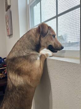 Venus -  German Shepherd Dog Dog for Adoption in Melbourne, Arkansas - Venus | PetCurious
