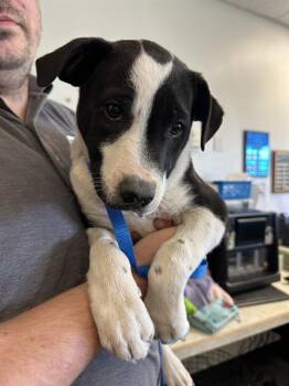 BELLATRIX -  Australian Shepherd and Labrador Retriever Dog for Adoption in Casper, Wyoming - BELLATRIX | PetCurious
