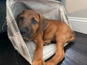 Moose -  Black Mouth Cur Dog for Adoption in Berlin, New Jersey - Moose | PetCurious