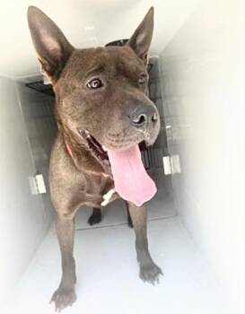 Pit Bull Terrier and Mixed Breed Dogs Available for Adoption in Houston, Texas - MATEO | PetCurious