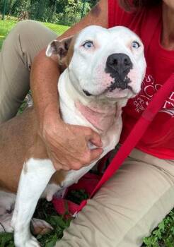 HOPE -  Pit Bull Terrier Dog for Adoption in St. Peters, Missouri - HOPE | PetCurious
