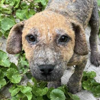 Hound and Labrador Retriever Dogs Available for Adoption in Jacksonville, Florida - Pepper | PetCurious