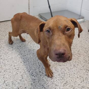 Red Rolls Royce -  American Staffordshire Terrier and Mixed Breed Dog for Adoption in Hattiesburg, Mississippi - Red Rolls Royce | PetCurious