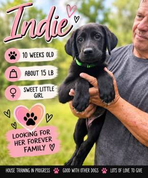 Indie -  Labrador Retriever Dog for Adoption in Fort Worth, Texas - Indie | PetCurious