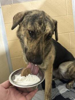 Shepherd and Plott Hound Dogs Available for Adoption in Grafton, Wisconsin - Luna | PetCurious