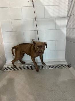 American Bulldog and Mixed Breed Dogs Available for Adoption in Winter Haven, Florida - DAISY MAE | PetCurious