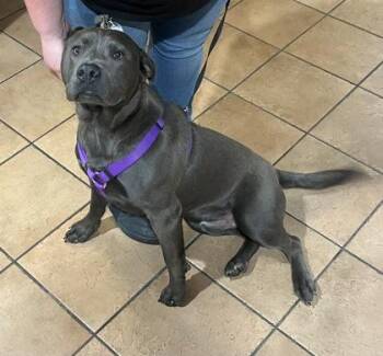 Mixed Breed Dogs Available for Adoption in Longmont, Colorado - Bubba | PetCurious
