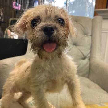 TUHANI -  Terrier and Pug Dog for Adoption in Graham, Washington - TUHANI | PetCurious
