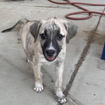 Dotty -  Labrador Retriever Dog for Adoption in Escondido, California - Dotty | PetCurious
